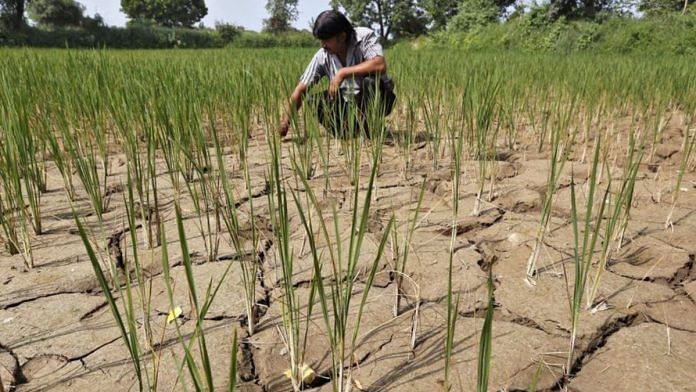 A farmer removes dried plants from his parched paddy field on the outskirts of Ahmedabad | Reuters file photo
