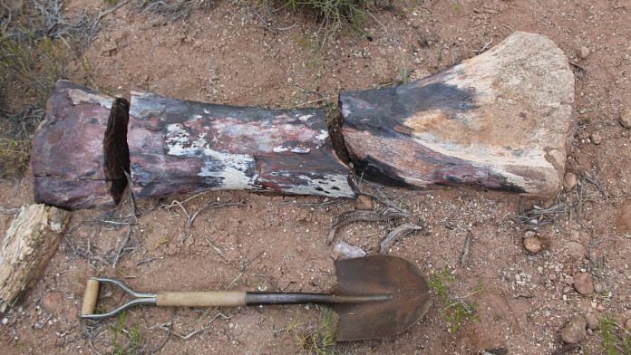 A bone that belonged to a 'Chucarosaurus Diripienda' is pictured next to a shovel, in Pueblo Blanco Nature Reserve, in Rio Negro, Argentina | Nicolas Chimento/Museo Argentino de Ciencias Naturales/Handout via Reuters