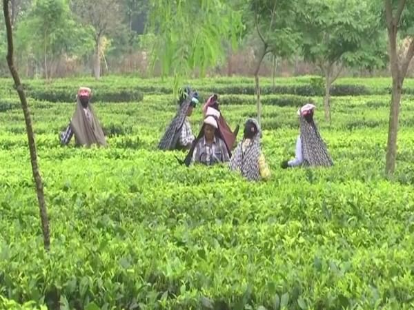 Scanty rain hits tea industry in North Bengal