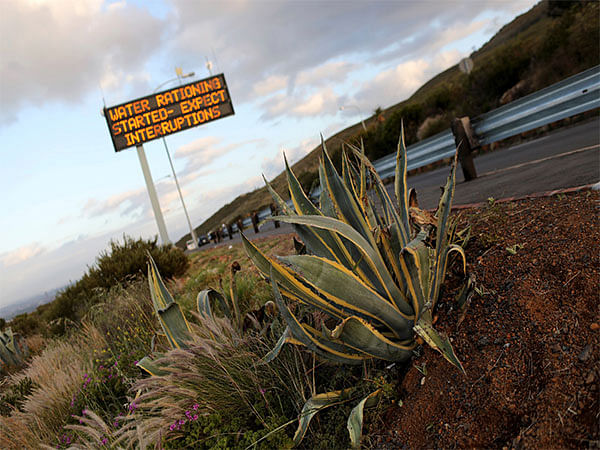 Elephant's Foot: Thieves steal 'succulent' plants from South Africa, sell them in China