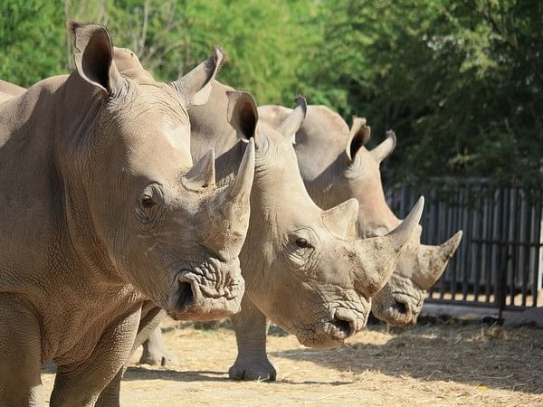 Study reveals how studying poop may help us boost white rhino populations