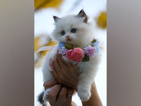 Hello Kitty! Cat show championship to be organised in Mumbai
