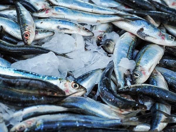Study finds genomic resources to improve fisheries' climate resilience