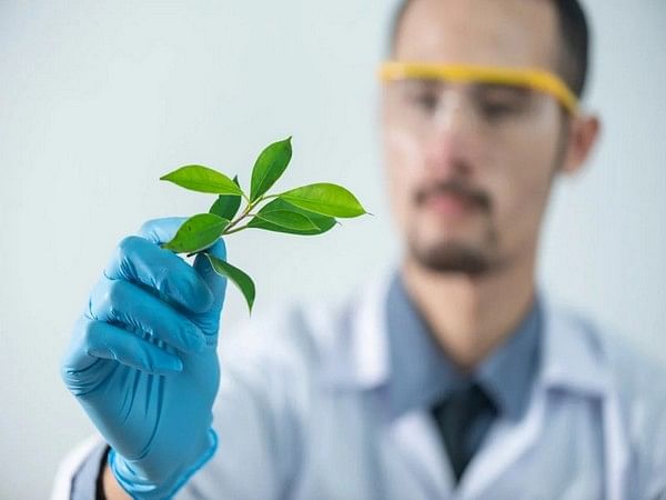 A novel method creates a window for studying the transport and distribution of elements in plants: Study