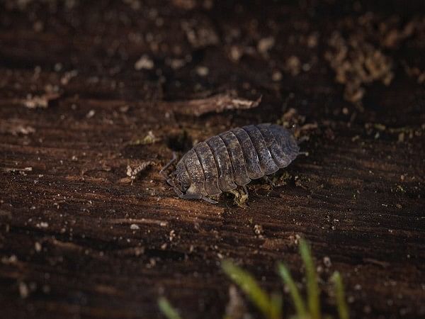 Artificial night-time light confuses colour-changing coastal woodlouse: Study