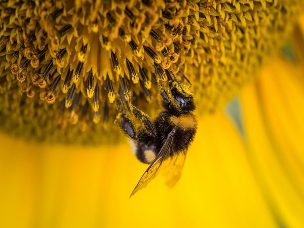 Lost bumblebees use fragrance to find their way home: Study