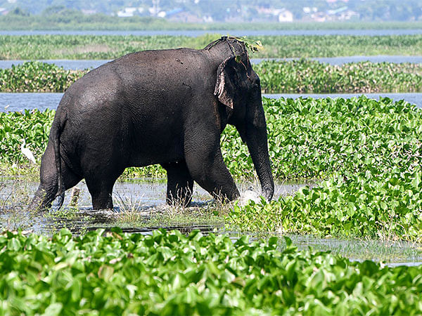 A 2,300-year-old Buddhist Elephant statue discovered