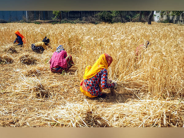 830 lakh tonne paddy procured benefiting 1.22 crore farmers: Food ministry