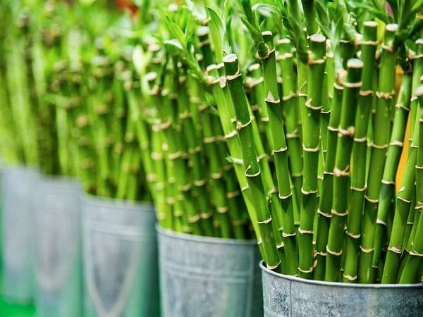 Bamboo could be upcoming renewable energy source: Study