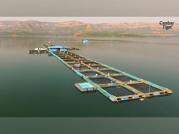 Revolutionizing Seafood Industry: Cambay Tiger Empowers Sustainability Amidst Indian Fishing Ban