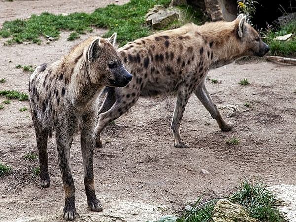 Hyenas inherit power from moms, but it's a privilege they pay dearly for: Study
