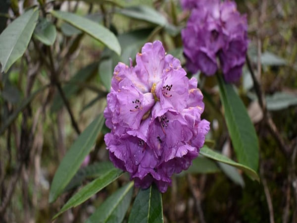 Of Rituals and Rhododendrons: Exploring sacred landscapes of Buddhism in Sikkim