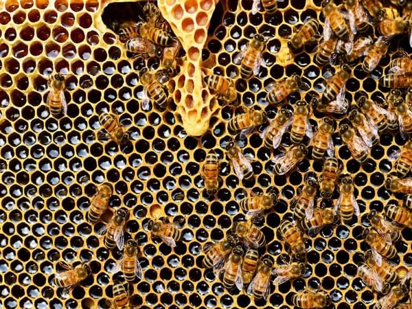Honey bees more faithful to their flower patches than bumble bees: Study