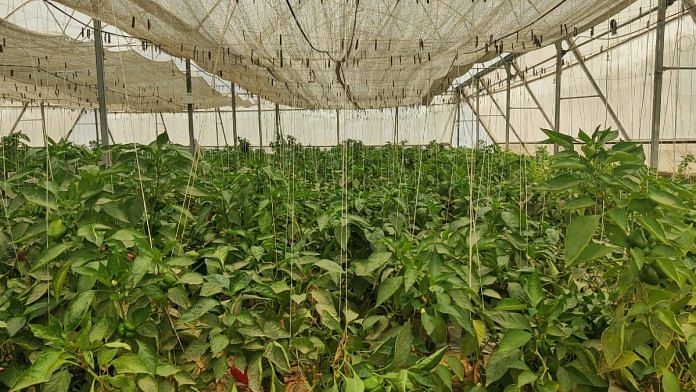 Capsicum plants being grown in polyhouses at the Centre of Excellence in Bathinda, Punjab | Photo: Keshav Padmanabhan
