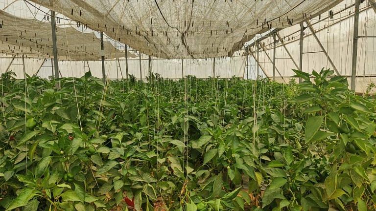 How India & Israel are working together to boost agricultural productivity and crop diversity