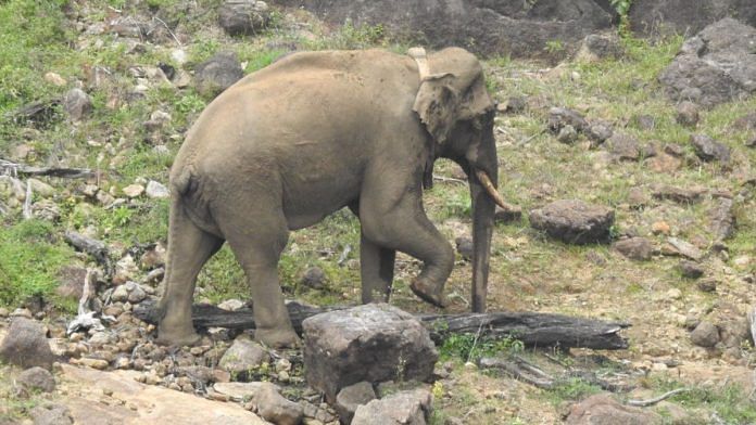 An image of Arikomban at the Kalakkad Mundanthurai Tiger Reserve shared by Supriya Sahu | Twitter @supriyasahuias