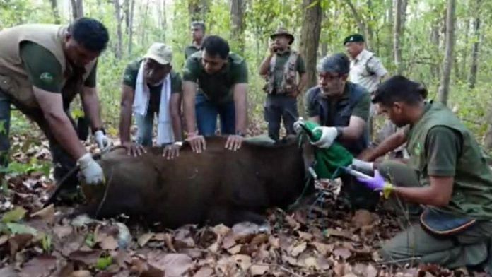 Gaur translocation in MP