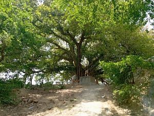 The sacred Siddhvari grove | Mohana Basu, ThePrint