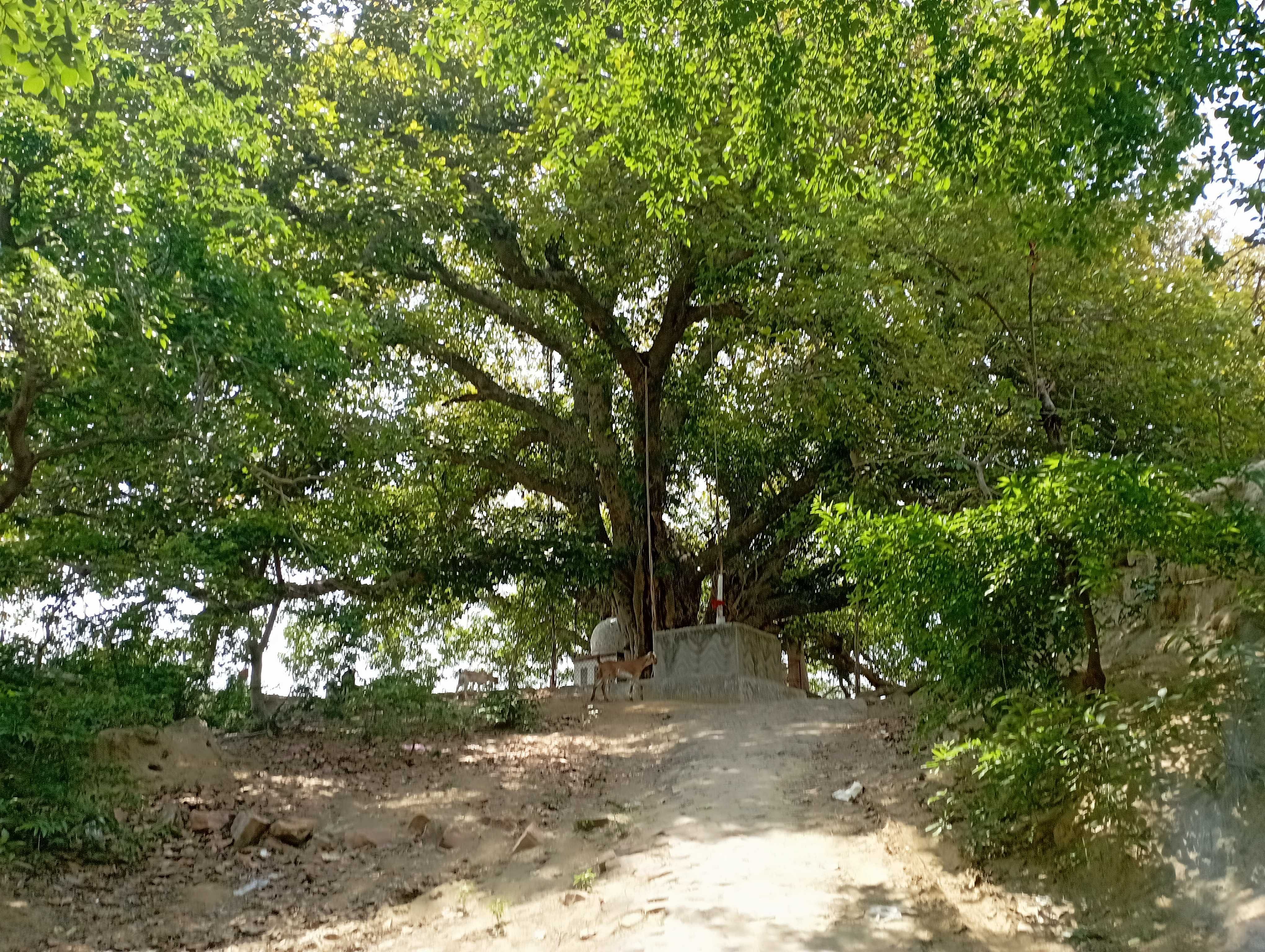 Indias Oldest Carbon Dated Banyan Tree In Up Has A Structural Problem