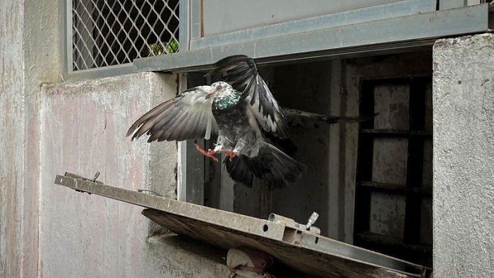 A Belgian Homer pigeon flies out a loft during the training to carry police messages, in Cuttack, Odisha/File Photo: Reuters