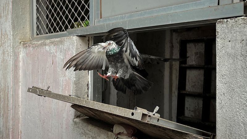 A Belgian Homer pigeon flies out a loft during the training to carry police messages, in Cuttack, Odisha/File Photo: Reuters