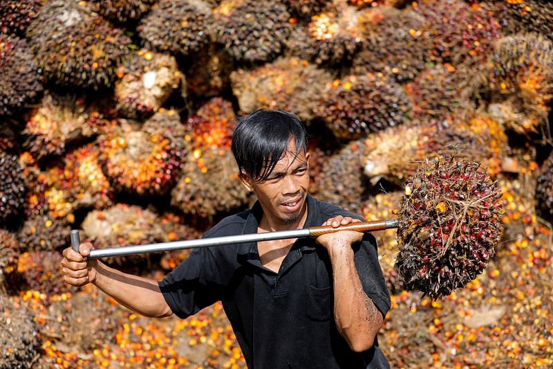 Indonesia, Malaysia bertujuan untuk memerangi ‘diskriminasi’ terhadap minyak sawit