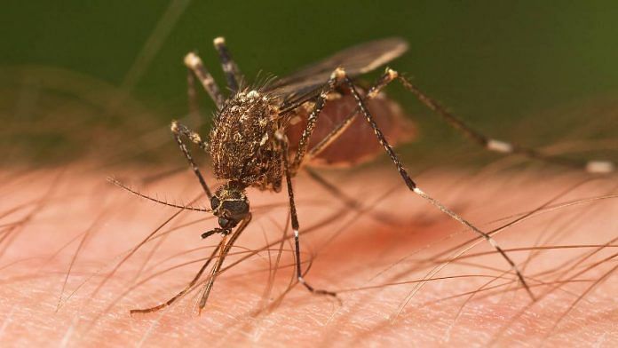 Chikungunya is transmitted by mosquitos | Photo: Wikimedia