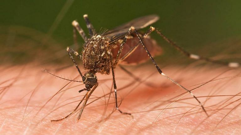 Hope for chikungunya vaccine: French drugmaker reports 99% immune response in Phase 3 trial