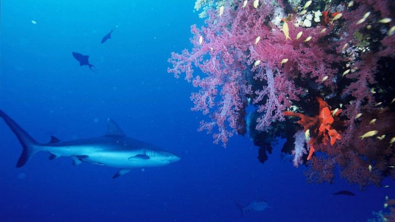 Reef sharks ‘pushed to extinction by overfishing’, up to ‘73% decline’ in 5 common species globally