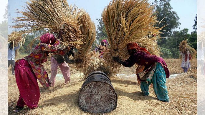 Representative image of rice being extracted from paddy plants | Photo: ANI