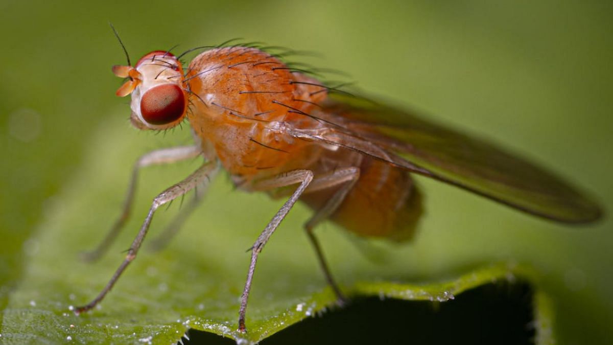 Fruit Flies Are Annoying!