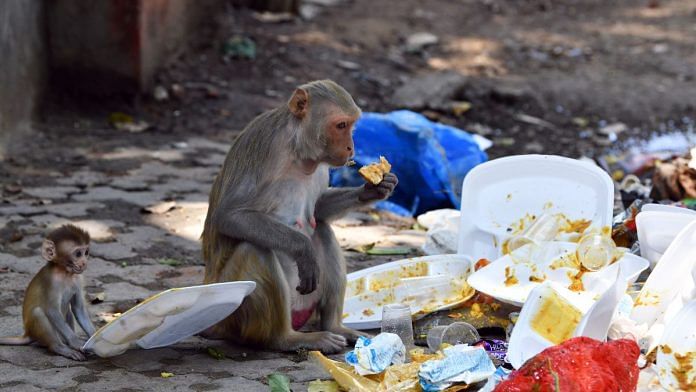 Humans fed monkeys highly addictive foods rich in sugars and fats, which corrupted them and changed their behaviour. Weaning them off this is necessary for rehabilitation. | ANI