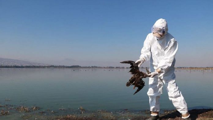 A technician holds a dead bird while the govt investigates the death of hundreds of birds on the Pacific coast in Mexico | Mexican Government/Handout via Reuters