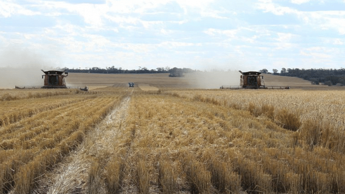 Two combines harvest wheat near Moree, Australia | Representational image | Reuters