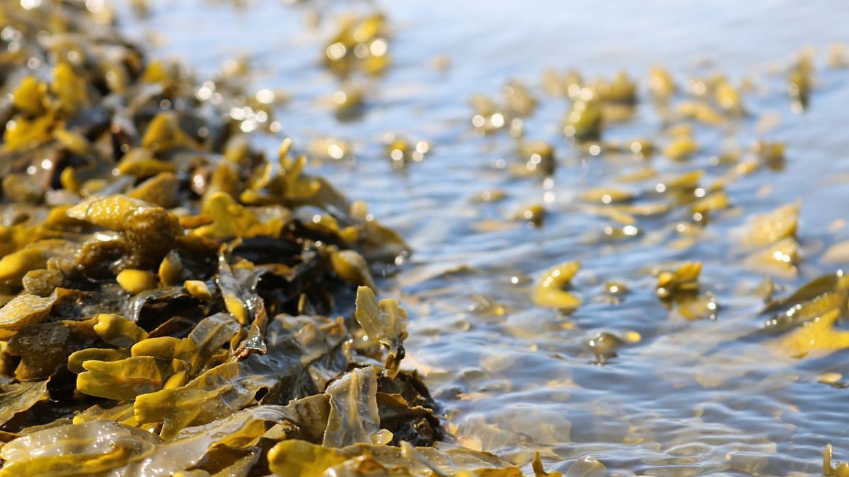 Mucho antes de la fiebre del oro, el oeste americano vio una «fiebre de las algas»