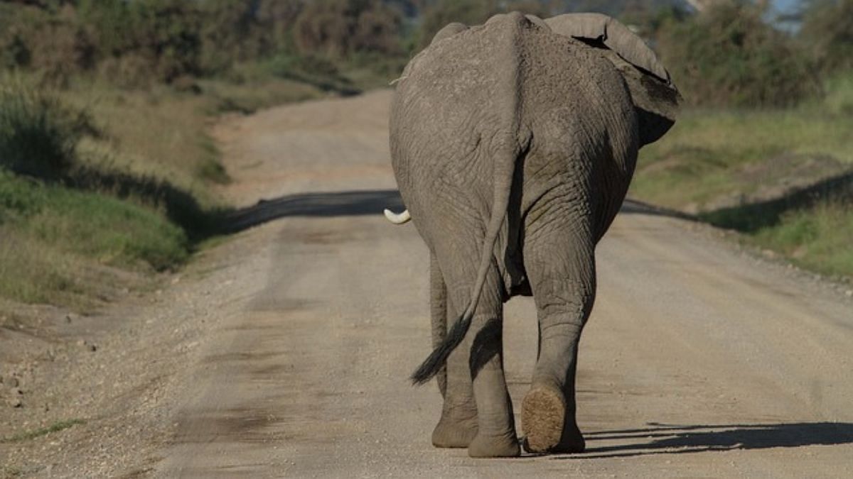 Sri Lanka readies ailing elephant 'Sak Surin' for 6-hour flight home to