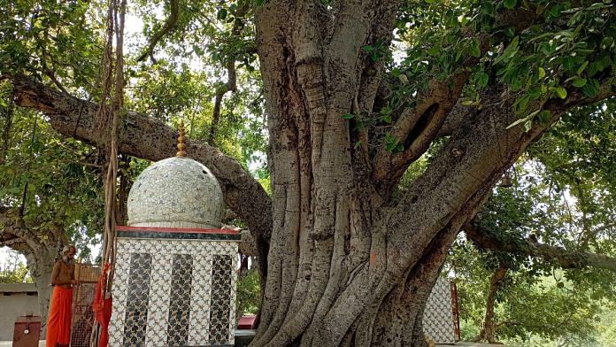 Temple beneath the Siddhvari tree, the oldest-carbon dated banyan tree | Mohana Basu, ThePrint