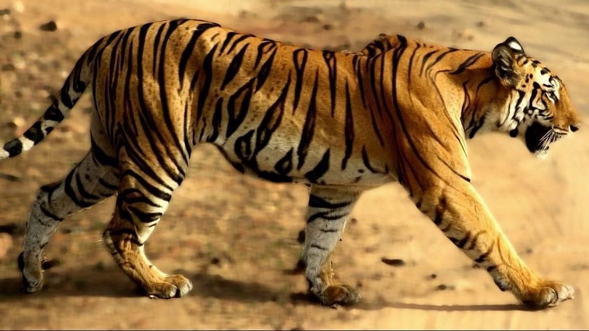‘Tigers die, rumors fly’ – when 5 mysterious tiger deaths took ...