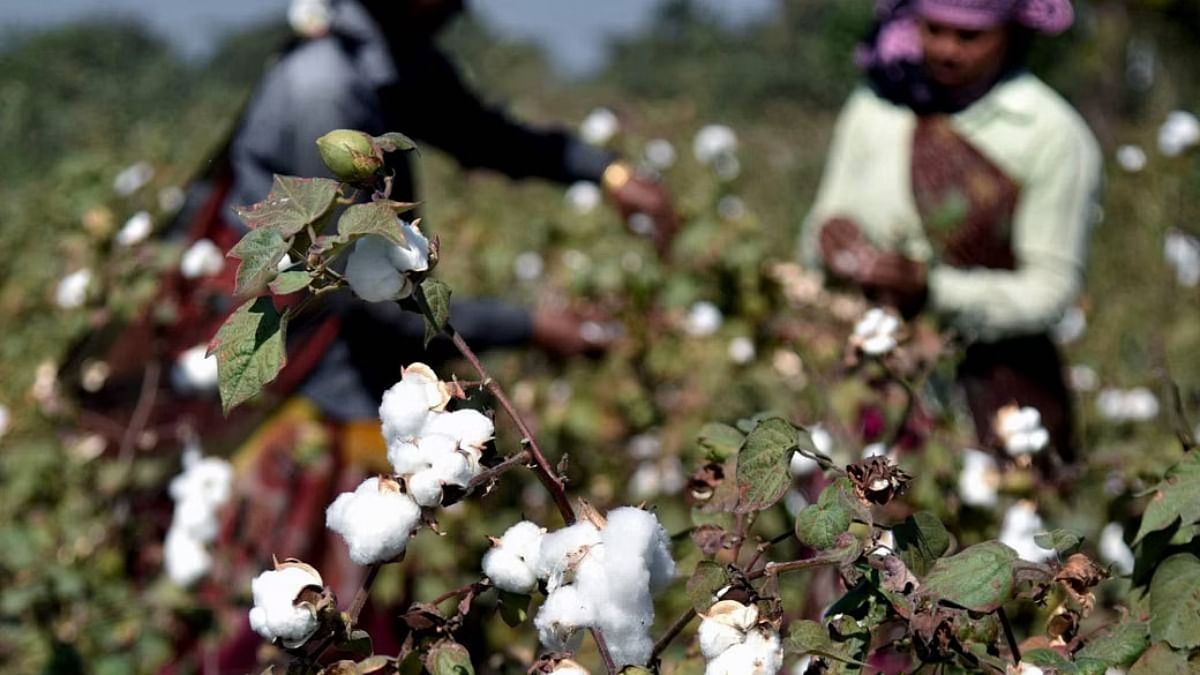 Scientists criticise Haryana's incentive for desi cotton farming — 'BJP  obsessed with anything desi'