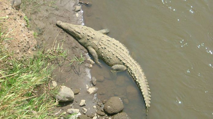 Representational image of an American crocodile | Wikimedia Commons