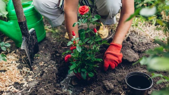 The soil you use for your roses may contain something sinister | Mariia Boiko/ Shutterstock