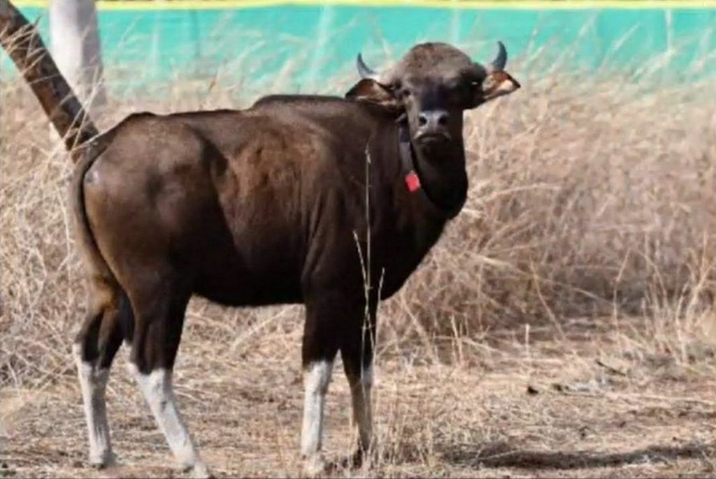 Gaur at Sanjay-Dubri Tiger Reserve 