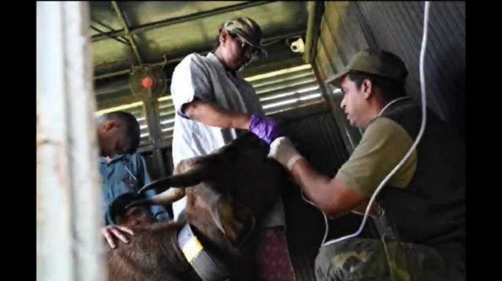 Gaur in a truck