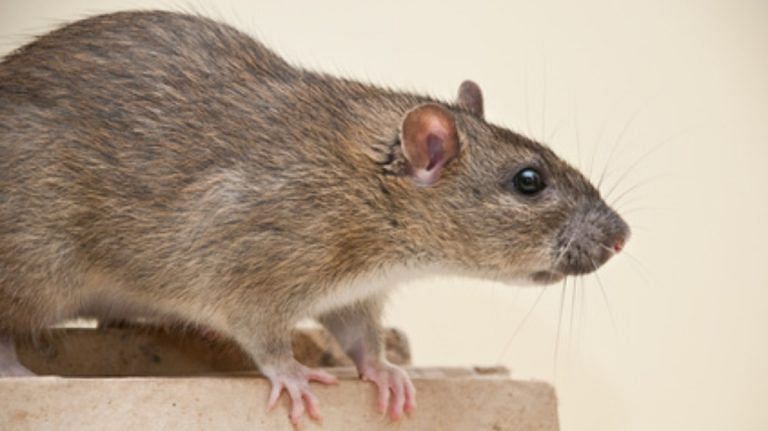 SubscriberWrites: Is rodent control possible without impacting non-target wildlife?