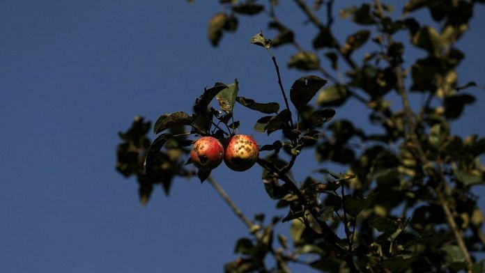 Rotten apples are seen on a tree at an apple orchard, in Sopore, north Kashmir | Reuters