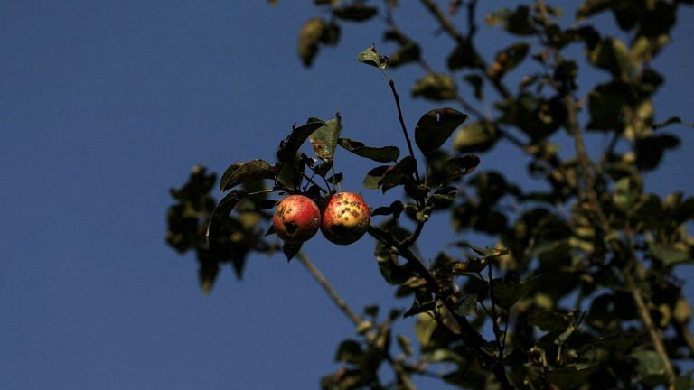 Apple production to face crunch after rains wipe out about $122 mn worth of fruit, say officials