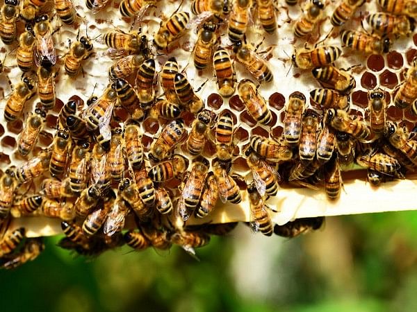 Immune-boosting therapy helps honey bees resist deadly viruses: Study