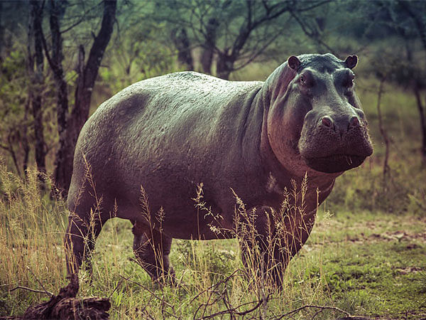 Madagascar hippos were forest dwellers: Study