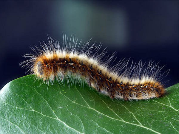 Scientists revive worm frozen 46,000 years ago