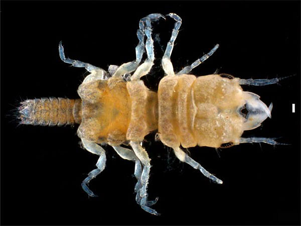 Study discovers new isopod species that feeds on fish
